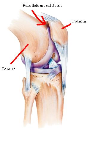 patella 해부학 사진 1.jpg