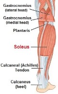 soleus_muscle_195_opt.jpg